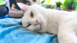 Illustration de l'article : Stressé par la vie en refuge, ce chat agressif se métamorphose après son adoption par un couple en deuil