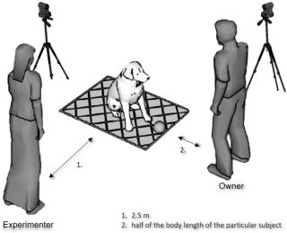 Illustration de l'article : Selon une étude, les chiens connaîtraient exactement les limites de leur corps