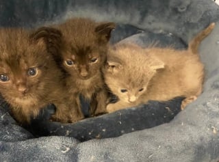 Illustration de l'article : 2 bénévoles de refuge trouvent un carton devant leur porte et portent secours à toute une famille de chats