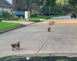 Illustration de l'article : Apr&egrave;s avoir d&eacute;couvert des petits chiens errants et couverts de n&oelig;uds, des habitants organisent leur sauvetage avec plusieurs associations