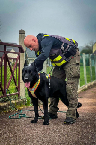 Illustration de l'article : En Eure-et-Loir, un chien gendarme retrouve une personne disparue dans un bosquet o&ugrave; elle &eacute;tait presque impossible &agrave; voir