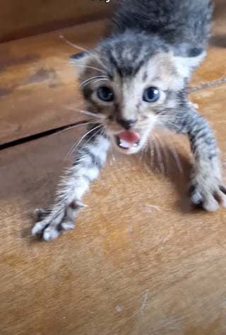 Illustration de l'article : Effrayé par les humains, ce chaton apprend peu à peu à faire confiance et devient méconnaissable grâce à l’amour (vidéo)