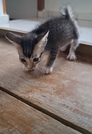 Illustration de l'article : Effrayé par les humains, ce chaton apprend peu à peu à faire confiance et devient méconnaissable grâce à l’amour (vidéo)