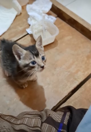 Illustration de l'article : Effray&eacute; par les humains, ce chaton apprend peu &agrave; peu &agrave; faire confiance et devient m&eacute;connaissable gr&acirc;ce &agrave; l&rsquo;amour (vid&eacute;o)
