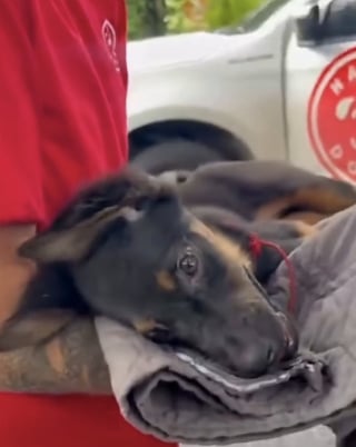 Illustration de l'article : Après une grave blessure à la tête, ce chien retourne voir ses sauveteurs pour leur montrer son incroyable transformation (vidéo)