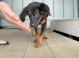 Illustration de l'article : Après une grave blessure à la tête, ce chien retourne voir ses sauveteurs pour leur montrer son incroyable transformation (vidéo)