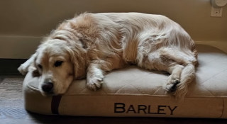 Illustration de l'article : « Elle a recommencé à sourire », après ses crises d’épilepsie, cette Golden Retriever avait perdu sa joie de vivre jusqu’à l’arrivée d’un ami canard (vidéo)