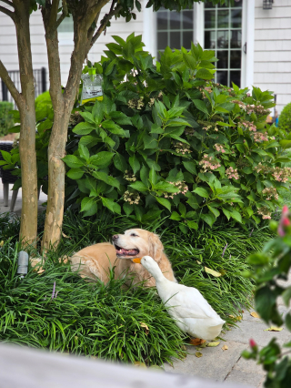 Illustration de l'article : « Elle a recommencé à sourire », après ses crises d’épilepsie, cette Golden Retriever avait perdu sa joie de vivre jusqu’à l’arrivée d’un ami canard (vidéo)