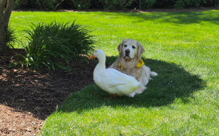 Illustration de l'article : « Elle a recommencé à sourire », après ses crises d’épilepsie, cette Golden Retriever avait perdu sa joie de vivre jusqu’à l’arrivée d’un ami canard (vidéo)