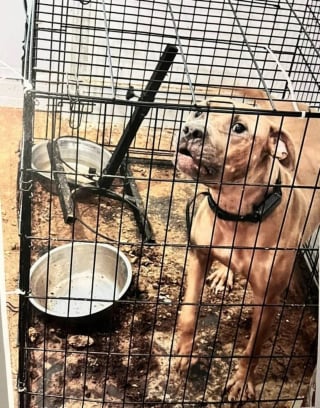 Illustration de l'article : Enferm&eacute;e dans une cage au c&oelig;ur d&rsquo;un appartement naus&eacute;abond, cette chienne de 2 ans est sauv&eacute;e et recherche une famille d&rsquo;accueil