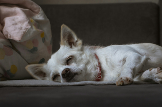 Illustration de l'article : Pourquoi votre chien tressaille-t-il de tout son corps avant de s'endormir ?