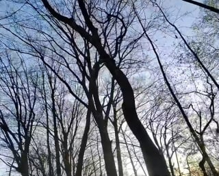 Illustration de l'article : Un chat coinc&eacute; en haut d&rsquo;un arbre est sauv&eacute; gr&acirc;ce &agrave; un facteur qui finit par lui offrir un nouveau foyer