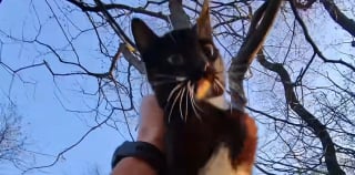 Illustration de l'article : Un chat coinc&eacute; en haut d&rsquo;un arbre est sauv&eacute; gr&acirc;ce &agrave; un facteur qui finit par lui offrir un nouveau foyer