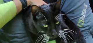 Illustration de l'article : Un chat coinc&eacute; en haut d&rsquo;un arbre est sauv&eacute; gr&acirc;ce &agrave; un facteur qui finit par lui offrir un nouveau foyer