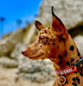 Illustration de l'article : Survivants du cancer, cette femme et son Pinscher Nain participent aux Championnats du monde de surf canin