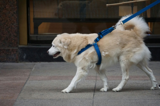 Illustration de l'article : Dans cette ville allemande, il faut désormais passer un examen avant d’adopter un chien