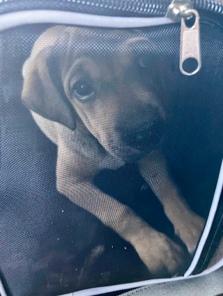 Illustration de l'article : « Elle ne connaît pas la douceur », sauvée de l’enfer, une petite chienne de 3 mois va devoir réapprendre à faire confiance