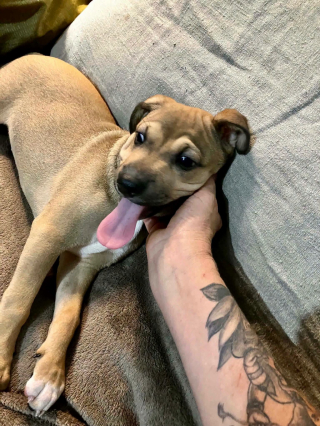Illustration de l'article : « Elle ne connaît pas la douceur », sauvée de l’enfer, une petite chienne de 3 mois va devoir réapprendre à faire confiance