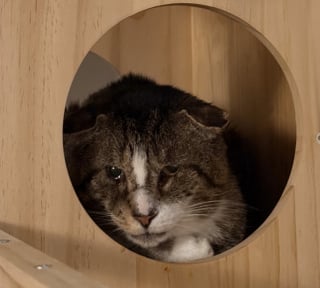 Illustration de l'article : Ce chat âgé et timide évitait toujours son humaine jusqu’au jour où elle a eu besoin de réconfort (vidéo)
