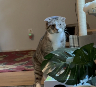 Illustration de l'article : Ce chat âgé et timide évitait toujours son humaine jusqu’au jour où elle a eu besoin de réconfort (vidéo)