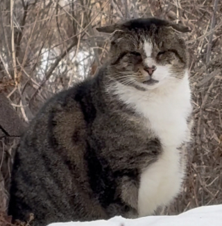 Illustration de l'article : Ce chat âgé et timide évitait toujours son humaine jusqu’au jour où elle a eu besoin de réconfort (vidéo)