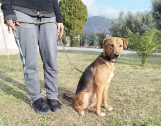 Illustration de l'article : Tombé sous le charme d’un chien errant en vacances, un couple débourse près de 7000 euros pour l'adopter