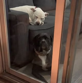 Illustration de l'article : Cette chienne sourde n&rsquo;entend plus sa gamelle, mais peut compter sur sa meilleure amie pour ne jamais rater un repas (vid&eacute;o)