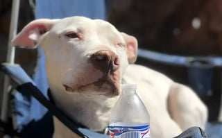 Illustration de l'article : Cette chienne sourde n&rsquo;entend plus sa gamelle, mais peut compter sur sa meilleure amie pour ne jamais rater un repas (vid&eacute;o)