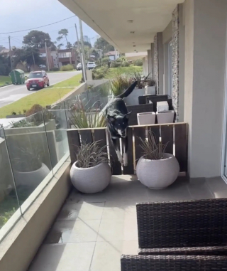 Illustration de l'article : Chaque jour, ce chien traverse le balcon pour retrouver son voisin devenu son compagnon de jeu et de câlins préféré (vidéo)