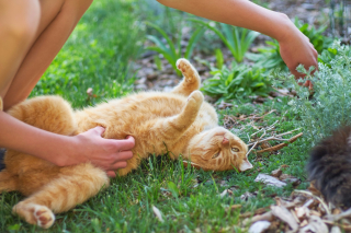 Illustration de l'article : Un chat qui d&eacute;teste &ecirc;tre caress&eacute; au ventre est-il forc&eacute;ment chatouilleux ?
