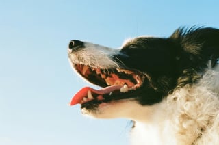 Illustration de l'article : Pouvez-vous utiliser votre dentifrice pour nettoyer les dents de votre chien ?