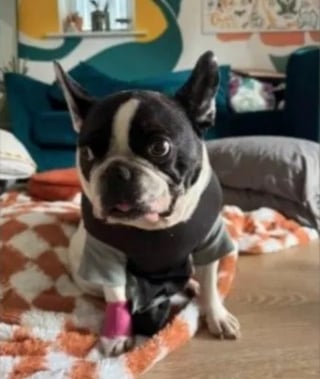 Illustration de l'article : « C'était complètement fou », un Bouledogue Français avale un canard en caoutchouc entier et subit une opération qui coûte 4000 euros