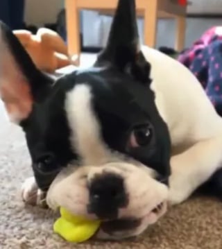 Illustration de l'article : « C'était complètement fou », un Bouledogue Français avale un canard en caoutchouc entier et subit une opération qui coûte 4000 euros