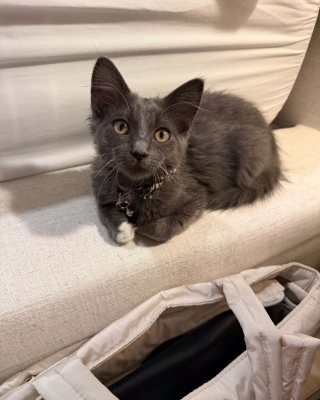 Illustration de l'article : Ce chaton découvert sur une autoroute se cache sous le véhicule d'un policier, est secouru puis adopté par une bénévole