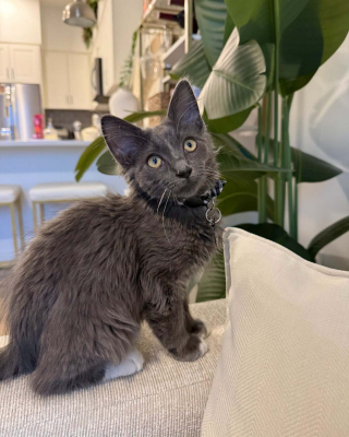 Illustration de l'article : Ce chaton découvert sur une autoroute se cache sous le véhicule d'un policier, est secouru puis adopté par une bénévole