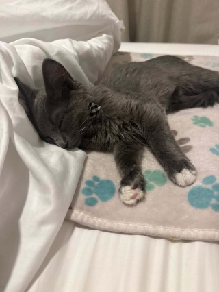 Illustration de l'article : Ce chaton découvert sur une autoroute se cache sous le véhicule d'un policier, est secouru puis adopté par une bénévole