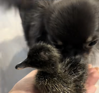 Illustration de l'article : Ce Chihuahua qui n'aime pas jouer avec les autres chiens a trouvé auprès d'un canard le meilleur ami qui lui manquait (vidéo)