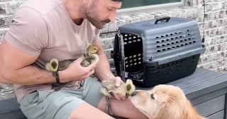 Illustration de l'article : Une chienne découvre 3 oisons orphelins, aide ses maîtres à les élever et les encourage même à apprendre à voler