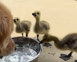 Illustration de l'article : Une chienne découvre 3 oisons orphelins, aide ses maîtres à les élever et les encourage même à apprendre à voler