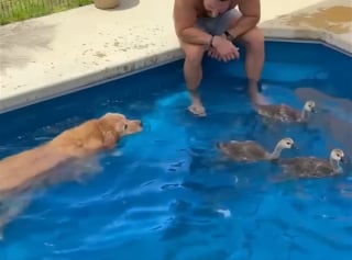 Illustration de l'article : Une chienne découvre 3 oisons orphelins, aide ses maîtres à les élever et les encourage même à apprendre à voler