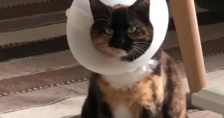 Illustration de l'article : Alors que la plupart de ses congénères détestent la collerette vétérinaire, cette chatte garde la sienne comme jouet depuis 13 ans