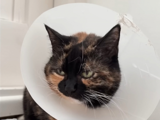 Illustration de l'article : Alors que la plupart de ses congénères détestent la collerette vétérinaire, cette chatte garde la sienne comme jouet depuis 13 ans