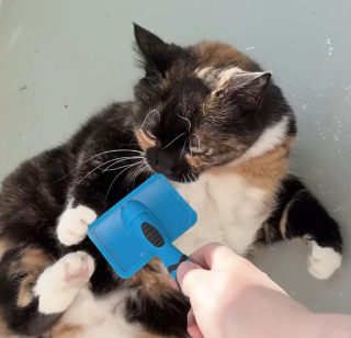Illustration de l'article : Alors que la plupart de ses congénères détestent la collerette vétérinaire, cette chatte garde la sienne comme jouet depuis 13 ans