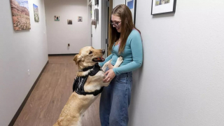 Illustration de l'article : Form&eacute; pour aider une adolescente diab&eacute;tique au quotidien, ce Labrador se r&eacute;v&egrave;le capable de d&eacute;tecter des cancers chez d&rsquo;autres personnes