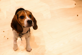 Illustration de l'article : Pourquoi votre chien prend-il une bouchée de croquettes pour les manger dans une autre pièce ?