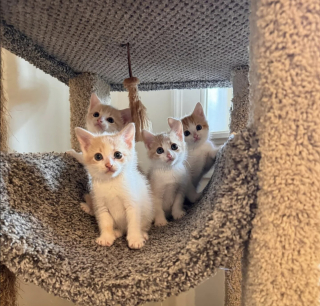 Illustration de l'article : Cachés sous une maison, 2 chatons sont sauvés par des bénévoles qui leur offrent un foyer chaleureux où grandir en toute sécurité