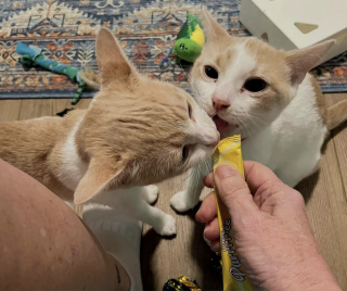 Illustration de l'article : Cachés sous une maison, 2 chatons sont sauvés par des bénévoles qui leur offrent un foyer chaleureux où grandir en toute sécurité