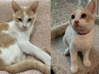 Illustration de l'article : Cachés sous une maison, 2 chatons sont sauvés par des bénévoles qui leur offrent un foyer chaleureux où grandir en toute sécurité