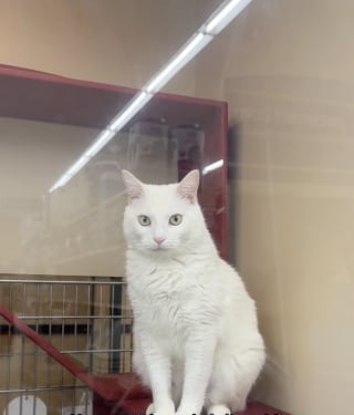 Illustration de l'article : Jugé trop vieux pour être adopté alors qu'il n'a que 6 ans, ce chat finit par rencontrer son âme soeur (vidéo)
