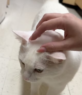 Illustration de l'article : Jugé trop vieux pour être adopté alors qu'il n'a que 6 ans, ce chat finit par rencontrer son âme soeur (vidéo)